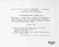 Phyllactinia guttata image